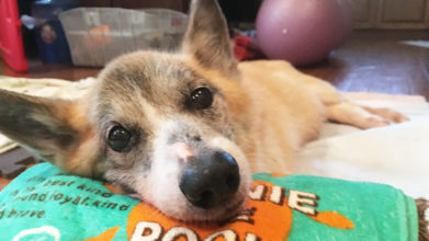 老犬サポートひだまり_介護の様子