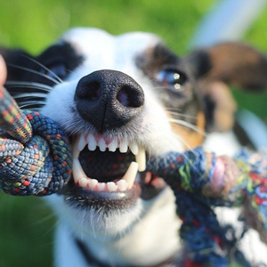 おもちゃを噛む老犬