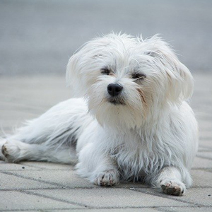 伏せる老犬