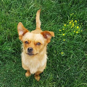 芝生に座る老犬