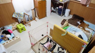 老犬ホーム・KOMUGI_ワンちゃんのお部屋