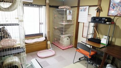 老犬ホーム・KOMUGI_猫ちゃんのお部屋