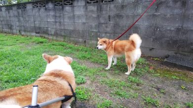 老犬ホーム・KOMUGI_介護風景(お散歩)