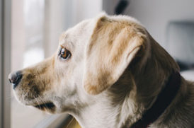 窓の外を眺める老犬