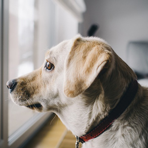 窓の外を眺める老犬