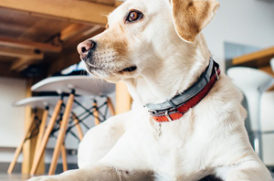 床に伏せる老犬