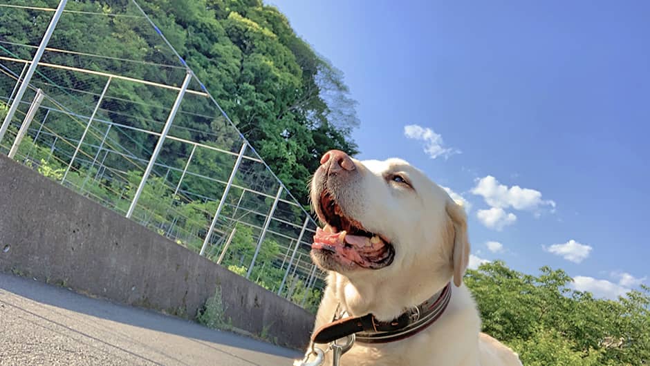 広告 老犬ケア 老犬ホーム 老猫ホーム情報サイト