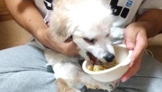 ドッグ・ビレッジ らんの家_介護の様子(ごはん)