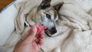 ドッグ・ビレッジ らんの家_介護の様子(食事)