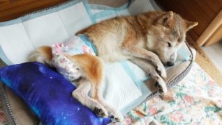 ドッグ・ビレッジ らんの家_介護の様子