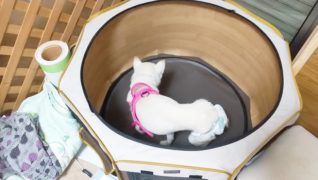 ドッグ・ビレッジ らんの家_介護の様子