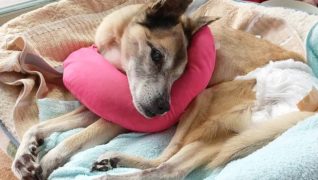 ドッグ・ビレッジ らんの家_介護の様子