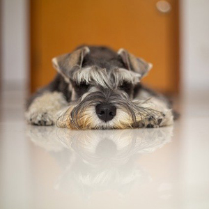 床に寝そべる老犬