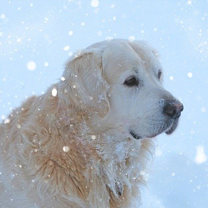 雪の中の老犬