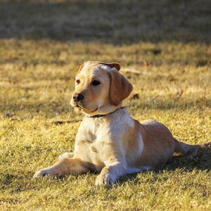 伏せをする老犬