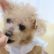 老犬ホーム あおいそら_介護風景
