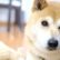 老犬ホーム あおいそら_介護風景