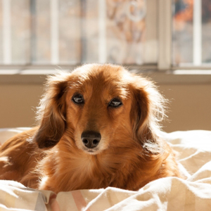 日向ぼっこをする老犬