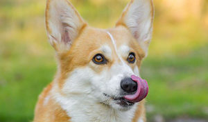コラム 老犬ケア