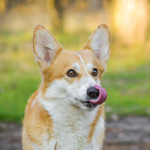 舌を出す老犬