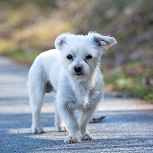 白い老犬