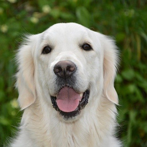 荒い 老 が 犬 息