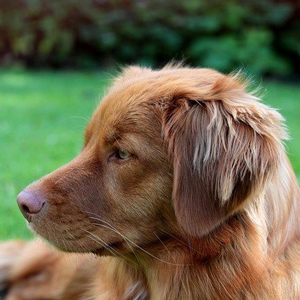 横を向く老犬