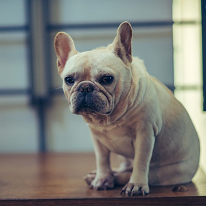 おすわりをする老犬