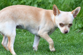 足を引きずる老犬