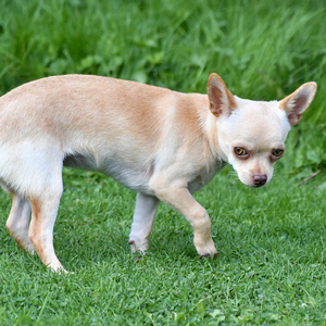 足を引きずる老犬