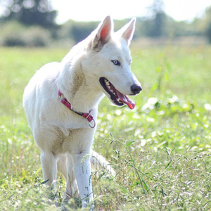 白い老犬