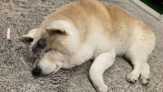 ペットホームOHANA_介護風景(室内でくつろぐ老犬)