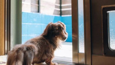 老犬・老猫ホームらんずケア_介護ルーム