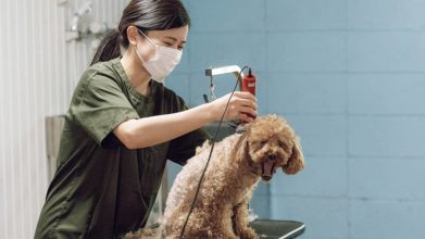 老犬・老猫ホームらんずケア_介護風景(トリミング)