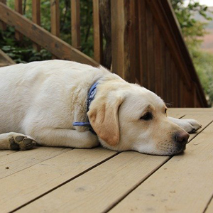 寝そべる老犬