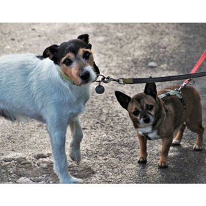 散歩中の老犬