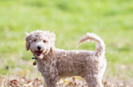 草原に立つ老犬