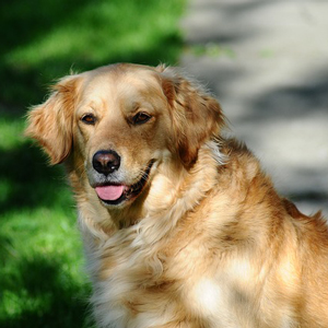 振り返る老犬