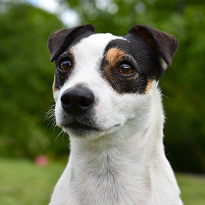 愛犬の目やにが多い原因は 病気のサインを解説 老犬ケア 老犬ホーム 老猫ホーム情報サイト