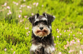 花畑にいる老犬