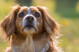 見上げる老犬