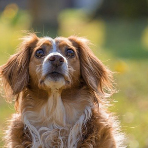 見上げる老犬