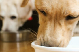 食事する老犬