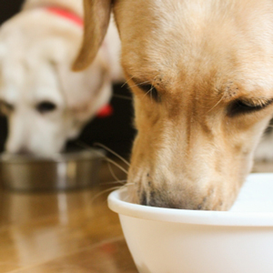 食事する老犬