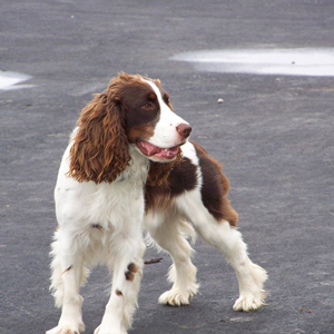 横を向く老犬