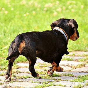 老犬の後ろ姿