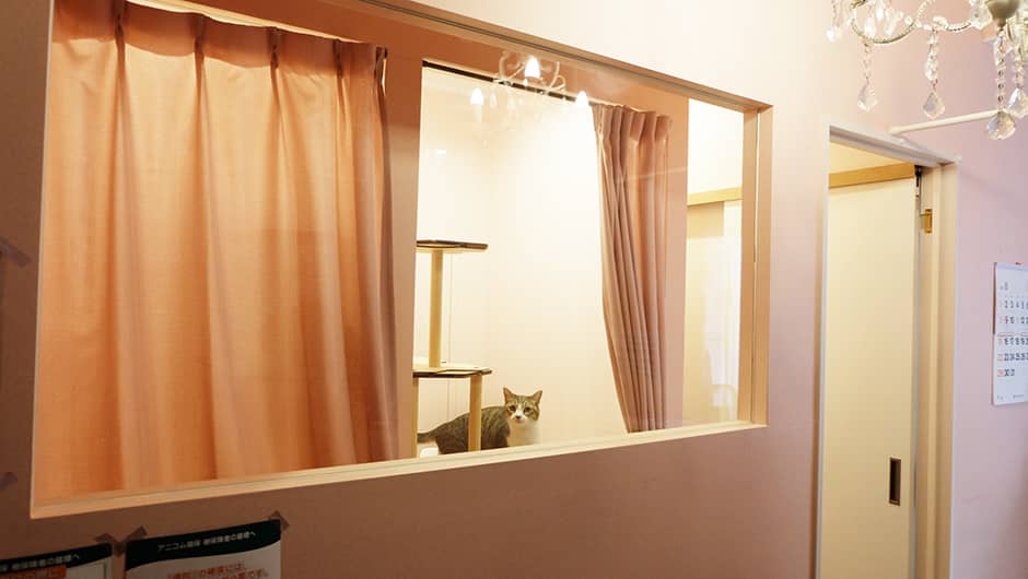 猫の診療室モモ_ネコちゃんの個室