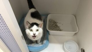 猫の診療室モモ_ネコちゃんのお部屋