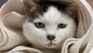 猫の診療室モモ_介護風景