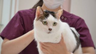 猫の診療室モモ_介護風景